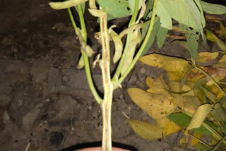 Pest infestation in soybean crop in ratlam