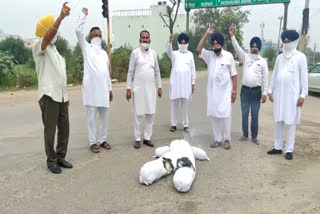 Post-matric scholarship case: Akali Dal blows up effigy of minister Dharamsot