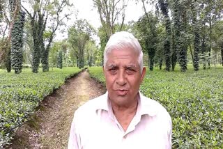 Assam tea price