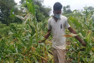 maize-crop-damage