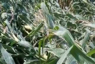 corn and guava crop destroyed due to heavy rain in hamirpur