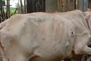 cattle suffering from skin disease across sivasagar