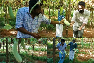 malappuram farming  melmuri malappuram  Young farmers in Malappuram  കാർഷിക മേഖല  മലപ്പുറം മേൽമുറി  മലപ്പുറത്തെ യുവകർഷകർ