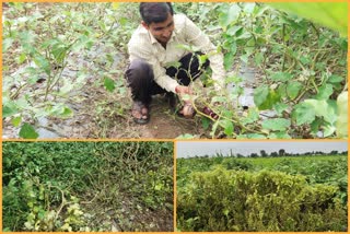 vegetable crops