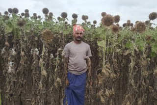 sunflower-crop-was-decaying-from-heavy-rain-in-vijaypur