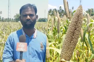 organic Pearl millet  பெரம்பலூர் மாவட்டச் செய்திகள்  கம்பு விவசாயி  இயற்கை விவசாயி  perambalur youth farming  perambalur district news