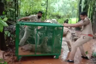 forest dept rescue leopard