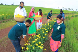 kasargod flower cultivation news  kasargod flower  kasargod  കാസർകോട്  കാസർകോട് ചെണ്ടുമല്ലി  കാസർകോട് പൂ കൃഷി