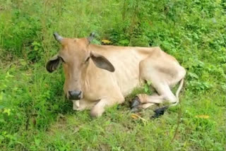 Cow injured in collision with vehicle in naduan