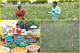 vegetable farm loss