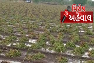 damage to crops in gujarat