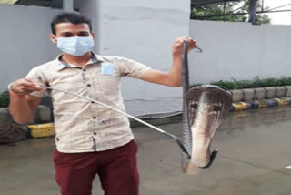 Four feet tall cobra snake found at Saket metro station in Delhi