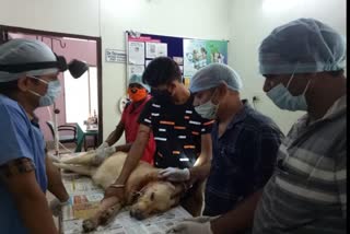 first time Successful operation of dog's throat tumor in Dhanbad