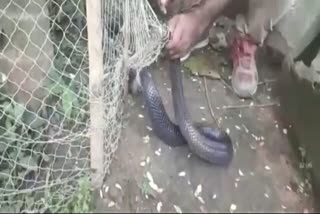 Cobra Rescued at Kaliabor