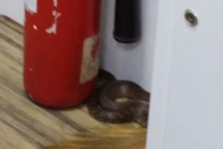 Visakhapatnam: snake found in SBI ATM