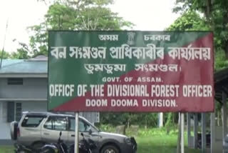 TORANI FOREST DESTROY ALIIGATONA THEIF