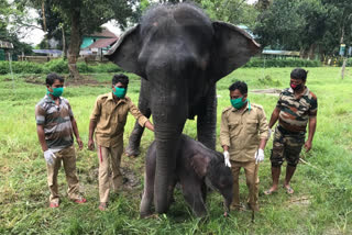 Elephant gave birth calf