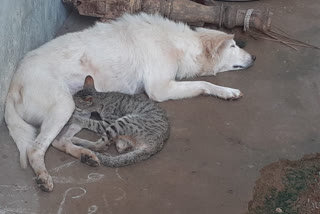 The dog fed cat with love of motherhood