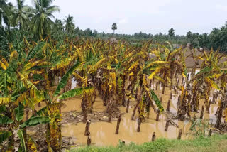 banana crop damaged in east godavari dst