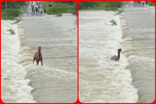 a camel drowned Causeway water in khambhalia in heavy rain