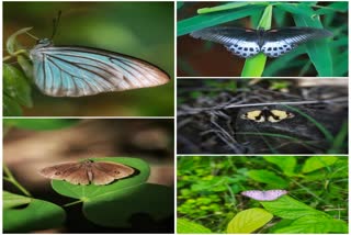 pictures-of extinct-butterflies- seen in kawardha bhoramdev abhyaran