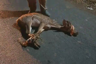 deer rescued in thiruvannamalai