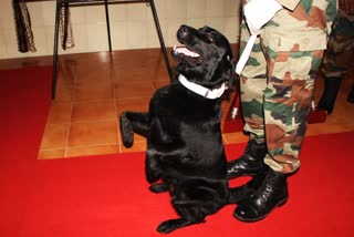 indian army dog