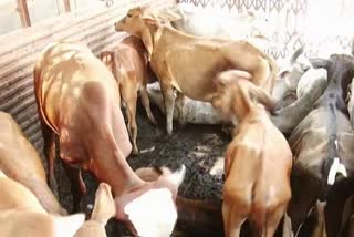 huge fraud in the name of cow in gurugram