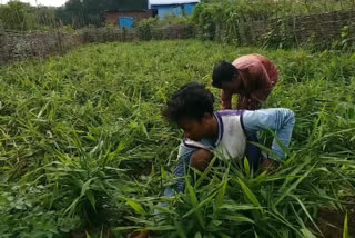 cultivation of ginger crop in shembi village saluru vizianagaram district