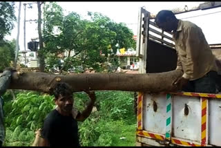 Forest guards are cutting down trees in shivpuri