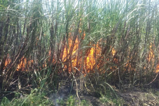 fire-to-cane-crop-in-hospete