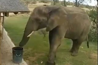 Elephant picks waste and puts it dustbin in viral video