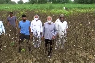 cotton crop destroyed by white fly and blight disease in bhiwani