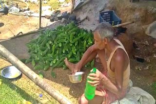 farmers-becoming-self-sufficient-due-to-bitter-gourd-cultivation-in-dumka