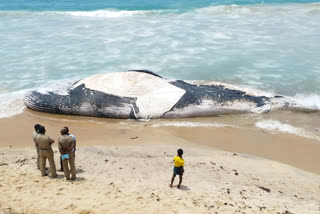 Blue-Whale washed  Blue-Whale Valinokkam beach  വാലിനോക്കം കടല്‍ത്തീരം  നീലതിമിംഗലം മൃതദേഹം  രാമനാഥപുരം വാലിനോക്കം