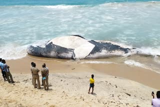 A Blue-Whale washed ashore off Valinokkam beach in Ramanathapuram district