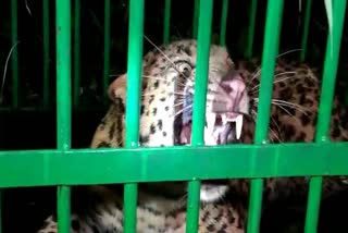 Forest Department Team Rescue Leopard Trapped in Golaghat