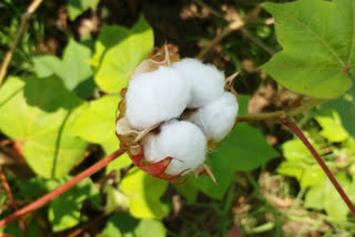 cotton crop