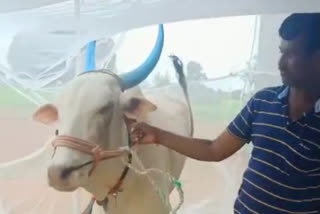 Lumpy skin disease for cattle