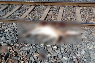 5 deer died in train accident in latehar