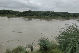 On Chambal river boom, culvert built on state highway