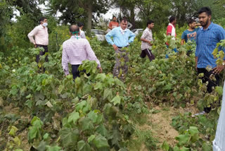 survey of cotton crop of farmers in bhiwani