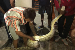 15 foot tall python found in panchkula sector 24