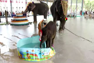 Elephant calf Shivani plays with water after its naming ceremony in Karanatka