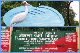 43 Birds species will reach Okhla bird sanctuary in  Noida