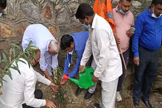 Safai Mazdoor Sangh has planted saplings in wards of Najafgarh zone