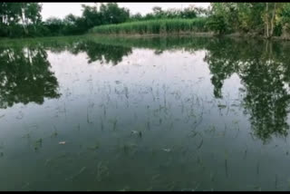 Waterlogging in the fields ruined the crop