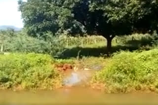 gandi to left canal from gandikota in krishna district