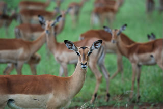 Goods train  deer  deer killed  Jharkhand  Goods train mows down five deer  Palamu Tiger Reserve  ചരക്ക് ട്രെയിൻ ഇടിച്ചു  മാനുകൾ ചത്തു  ജാർഖണ്ഡ്  പലാമു കടുവ സങ്കേതം