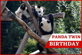 panda bear twins celebrate 1st birthday